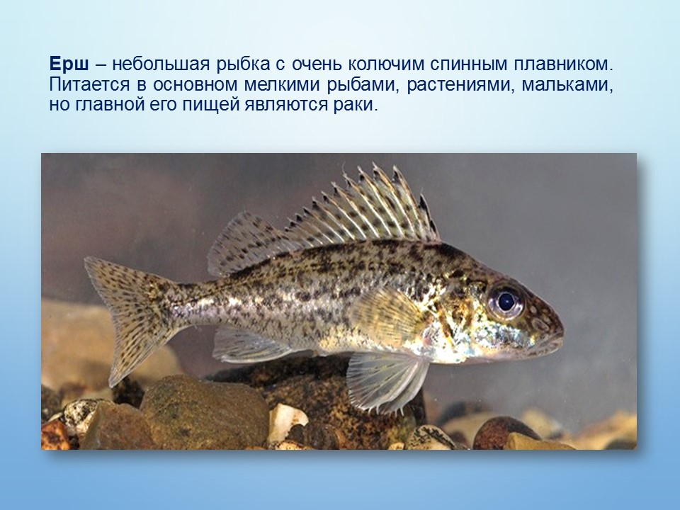 Ерш рыба фото и описание