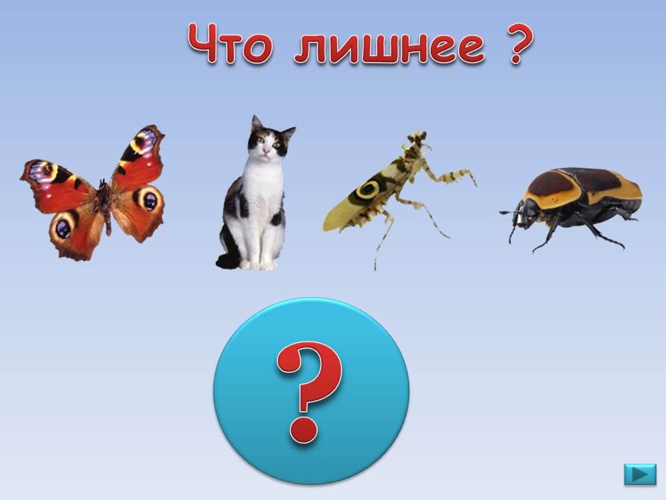 Сказала что то лишнее. Игра что лишнее презентация. игра что лишнее. обобщение 4 картинки для презентации. информатика что лишнее.